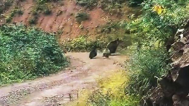 Ormanda sürpriz karşılaşma: Ayılardan biri yavrularıyla kaçtı, diğeri izledi