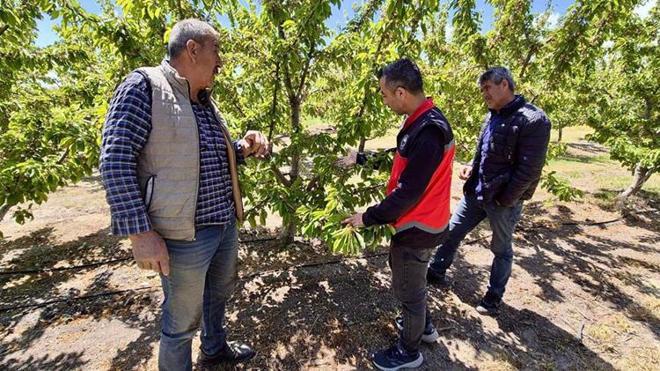 Ekipler sahaya indi: Afyon kirazında verim kaybının önüne geçmek için tek tek inceleniyor: İhracatın kaderini belirleyecek