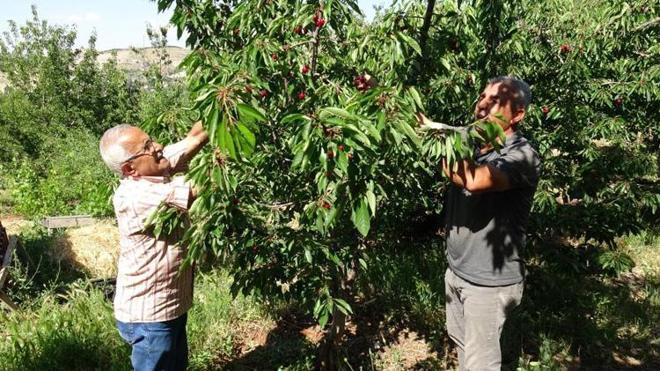 Malatya'da ürün var ama hasat edecek işçi yok! Üretici 3 bin TL yevmiyeye işçi bulamıyor