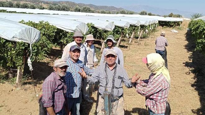 Sarıgöl Ovası beyaza büründü, mesai hızlı başladı! : Temmuz ayı sonuna kadar sürecek