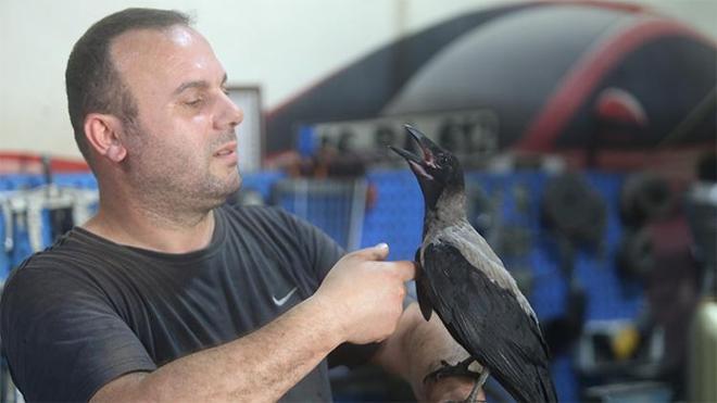 Bursa sanayisinin yeni çırağı! Karga ile tamircinin sıra dışı dostluğu...Tamirhanede birlikte çalışıyorlar