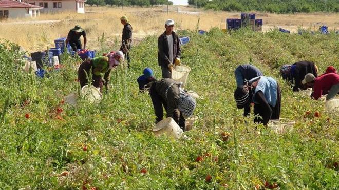 Malatyalı üreticinin yeni gelir kapısı oldu! Tonlarca üretilip Avrupa ve Orta Doğu'ya satılıyor: Talep yağıyor