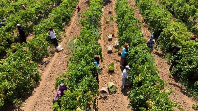 Manisa'da ilk kez düzenleniyor: Bağbozumu şenliğinde verilecek, başvurular başladı