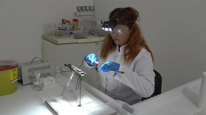Karadeniz'de bir ilk! Şanlıurfa'dan getirdiler, Samsun'da üretime başladılar: Litresi servet değerinde!