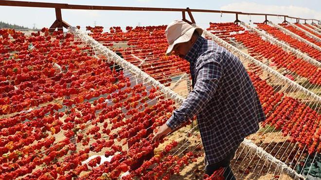 2 bin liralık yevmiye bile işçi buldurmuyor: Gaziantep'te 40 derece sıcakta zorlu mesai başladı!