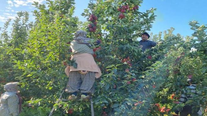Denizli'de hasat 1 ay sürecek! Tarlada kilosu 28 TL'ye çıktı: Üreticinin yüzü güldü