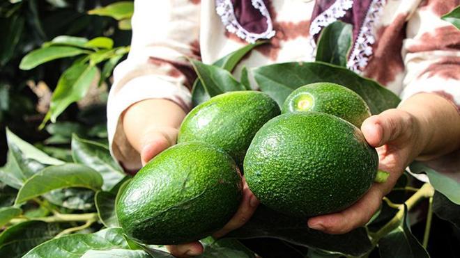 Adana'da hasat devam ederken kilo fiyatı 110 liraya düşünce kapışıldı! Ağaç başına 80 kilo verim alıyor