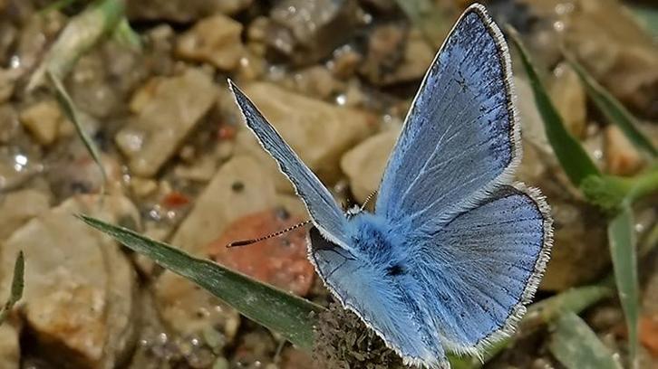 Büyüleyici güzellikteki mavi kelebekler sadece Adana'da