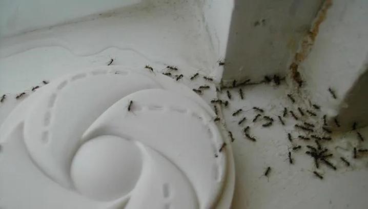 Karıncaları öldürmeden onlardan kurtaran tüyo; Bu kokuyu asla sevmiyorlar: Bir tutamı evdeki karıncaları kovuyor