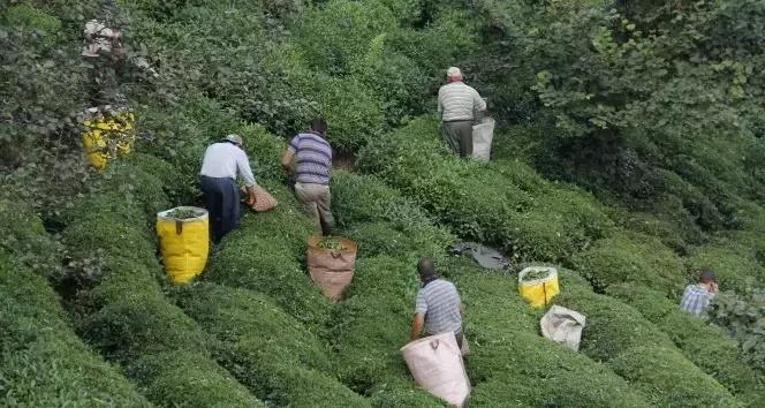 Çay İşletmeleri Genel Müdürlüğü 1072 personel alımı kurası ne zaman yapılacak, şartları belli oldu mu?