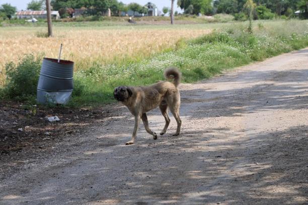 Yaşlı kadını köpeklerin parçaladığı köyde vatandaşlar, köpeklerin toplanmasını istiyor
