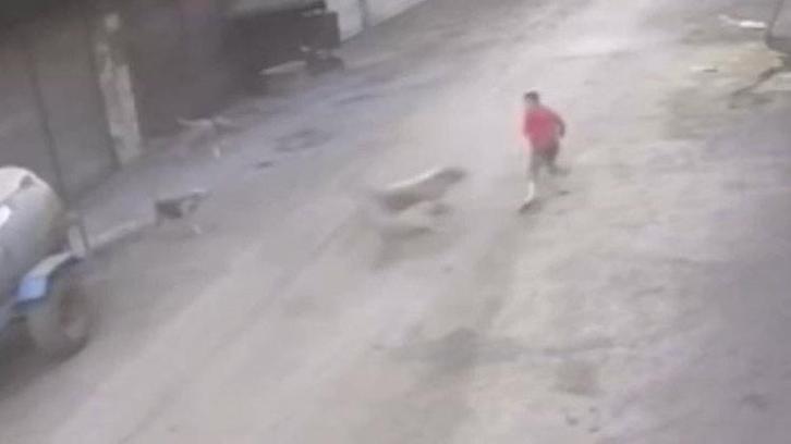 Adana'da 14 yaşındaki çocuk başıboş köpeklerin saldırısına uğradı! Şok anlar