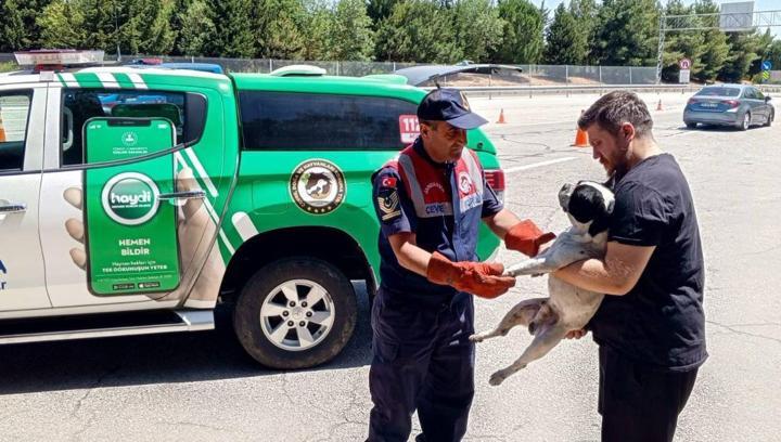 Edirne’de vatandaşların bulduğu yaralı köpek tedaviye alındı