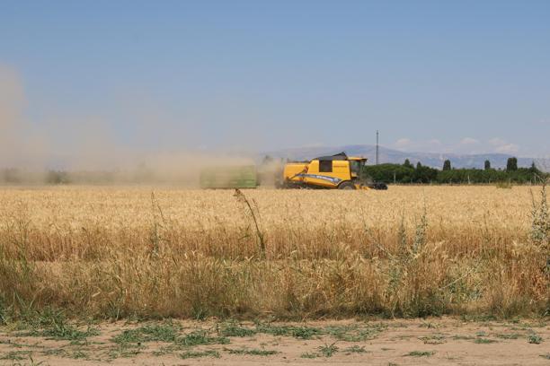 Malatya'da hasadı yapılan 100 ton buğdaydan 15 bin öğrenci faydalanacak