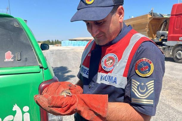 Bitkin halde bulunan nesli tehlike altındaki yediuyur yavrusu, bakıma alındı