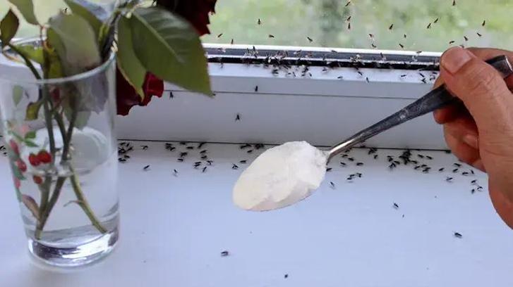 Evi karıncalar bastıysa çözümü bu tüyoda; Karıncaları öldürmeden, dipli bucaklı temizliğin sırrı: karbonat!