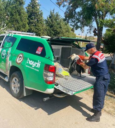 Edirne'de yaralı leylek tedavisinin ardından doğaya bırakıldı