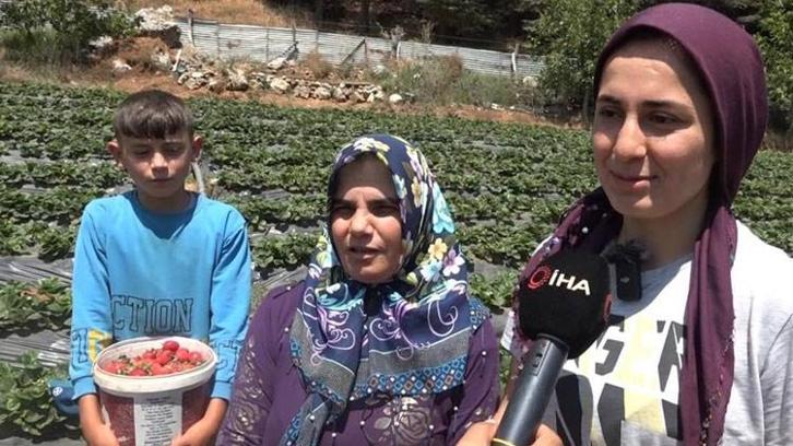 Gaziantep'te depremzede kadınlar devlet desteğiyle çilek bahçesi kurdu