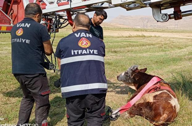 Çukura düşen ineği itfaiye kurtardı