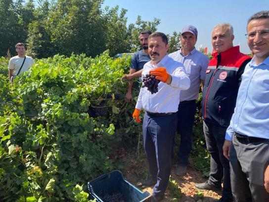 Hatay'da üzüm hasadı başladı