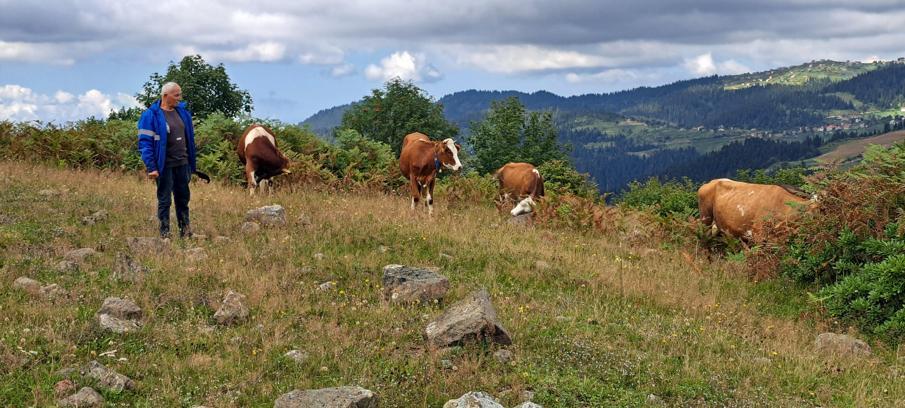 Ordu'da ahıra giren ayı, danayı götürdü