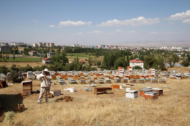 Muş'ta bu yıl 600 ton bal rekoltesi bekleniyor