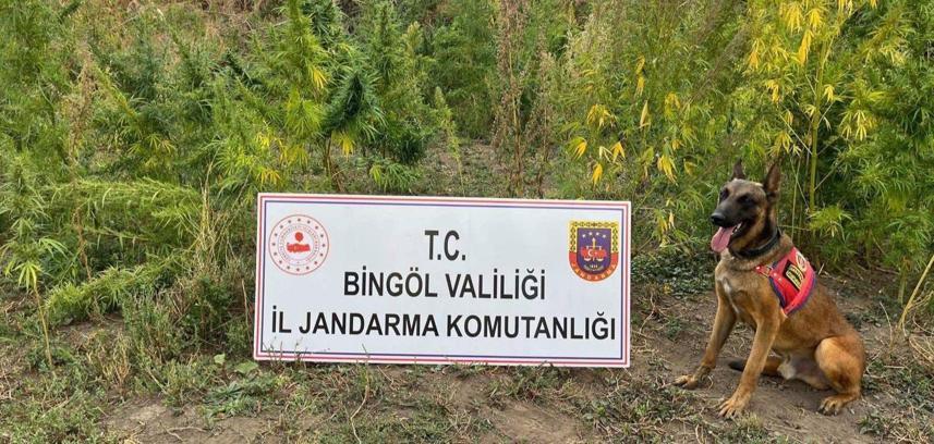 Bingöl'de 5 bin 162 kök kenevir ele geçirildi