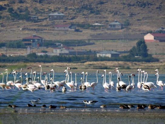 Flamingolara fotoğrafçılardan yoğun ilgi