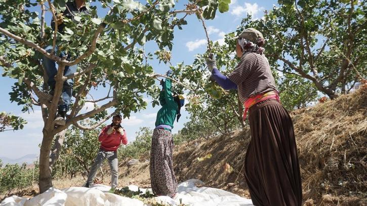 Siirt’te ‘Yeşil altın’ olarak bilinen fıstığın hasadı başladı