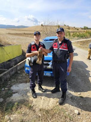 Jandarmanın bulduğu yaralı şahin, tedaviye alındı