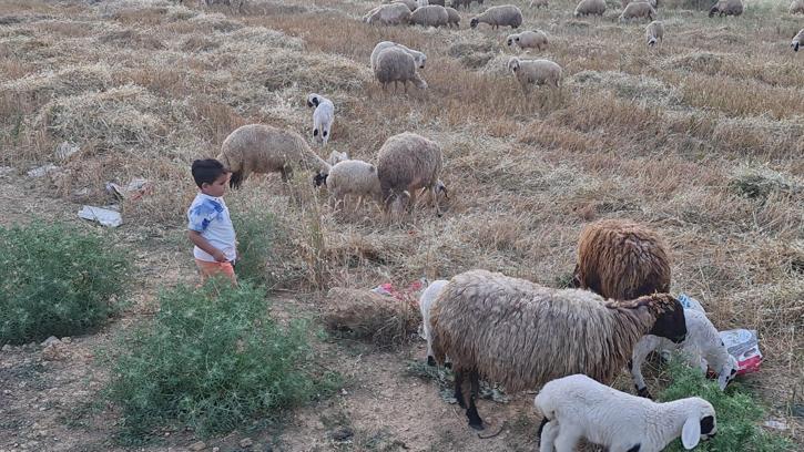 Kadirli’de küçükbaş ve büyükbaşlara 'mavi dil' karantinası