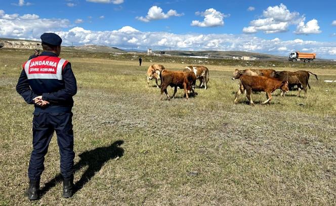 Kars'ta kaybolan 35 büyükbaş hayvanı jandarma buldu