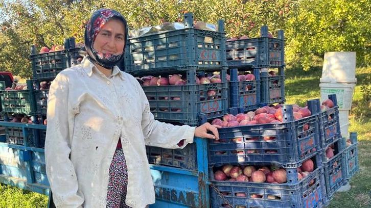 Denizli'de elma rekoltesi üreticinin yüzünü güldürdü