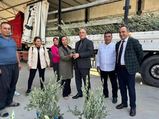 Düziçi’nde 82 çiftçiye 11 bin 500 zeytin fidanı dağıtıldı