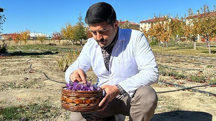 Van'da deneme amacıyla ekilen altın bitki toprağa bereket saçtı: Safran Van iklimine kolay uyum sağladı