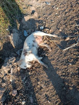 Antalya'da, boş arazide anne köpek ve 2 yavrusu tüfekle öldürülmüş halde bulundu