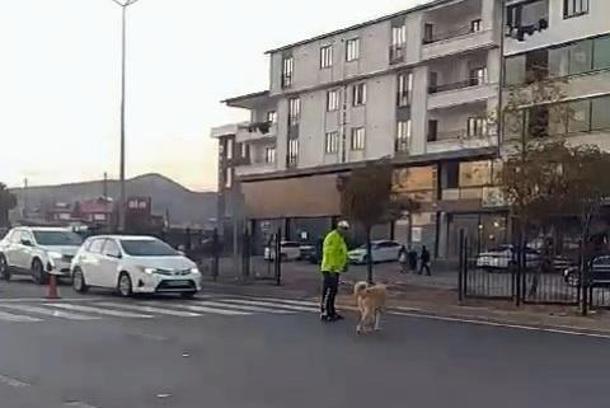 Polis, sokak köpeğinin karşıya geçmesi için trafiği durdurdu