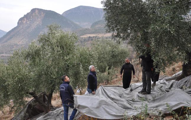 Gaziantep’te, zeytin hasadı sürüyor