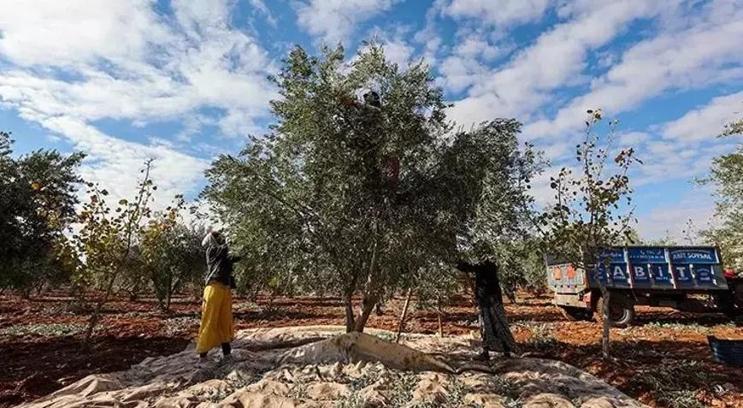 Zeytin ve Antep fıstığı 2024'te üreticisini sevindirdi!