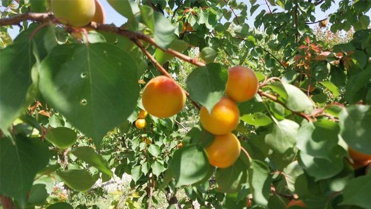 Mersin'de hasadı başladı, dünyanın dört bir yanına ihrac ediliyor! Kilosu 35-40 TL'ye kadar düştü