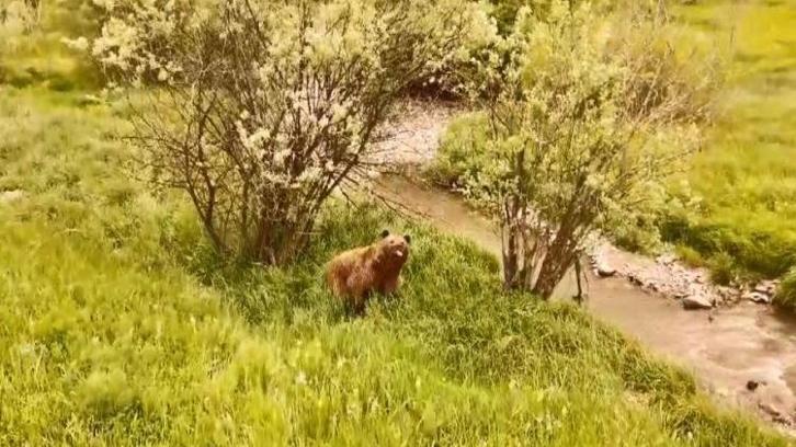 Kars'ta doğa yürüyüşü yapanlar inanamadı! Boz ayı havadan görüntülendi