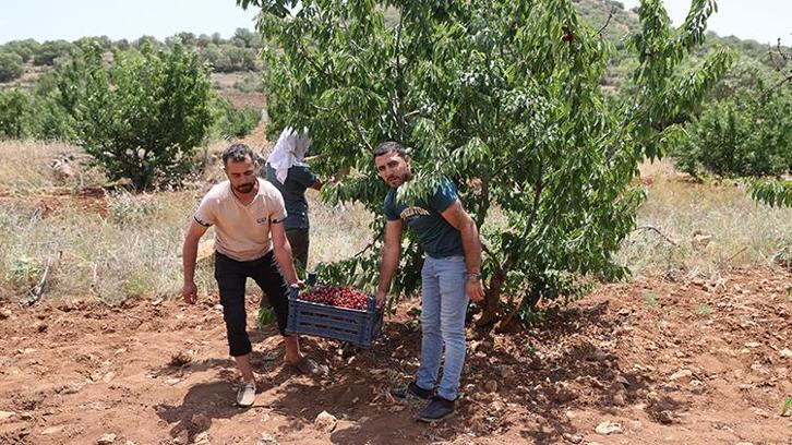 Mardin'de yıllar önce tatmak için dikti! 81 ile kasa kasa gidiyor: Bu ürün hiçbir yerde yok