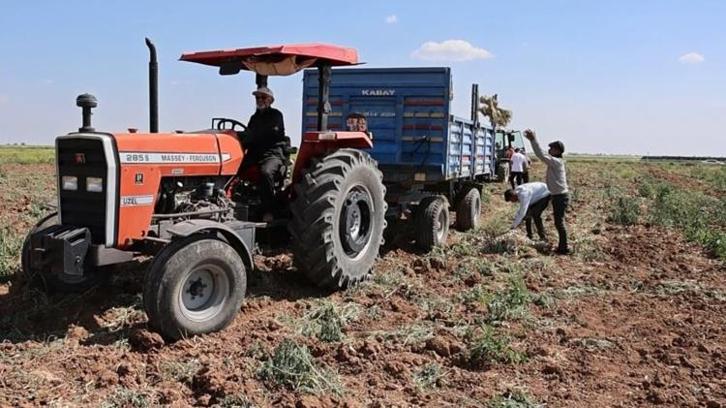 İngiltere'den gelip Aksaray'da kurdu! İlk hasat sonrası Avrupa sıraya girdi, tonlarca satacak