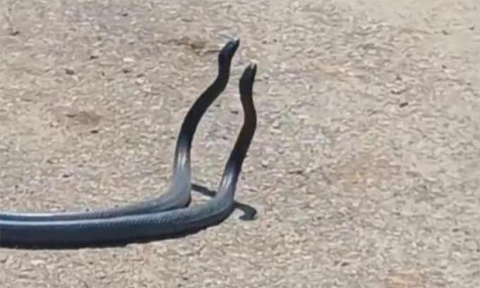 Osmaniye'de yılanların dansı kameraya böyle yansıdı