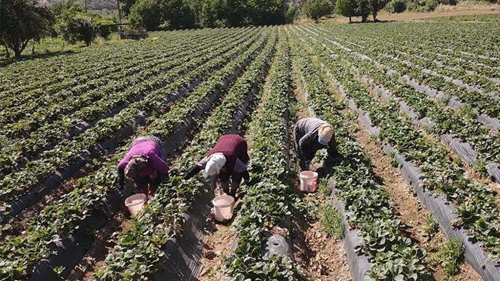 Muğla'da devlet hibe verdi proje başladı! Hasat vaktinde çiftçi para kazanmaya başladı