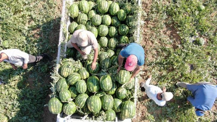 Bu karpuzu alabilmek için tarladan çıkmadan sıraya giriyorlar! Çukurova'dan sonra Aydın geliyor, üretici taleplere yetişemiyor