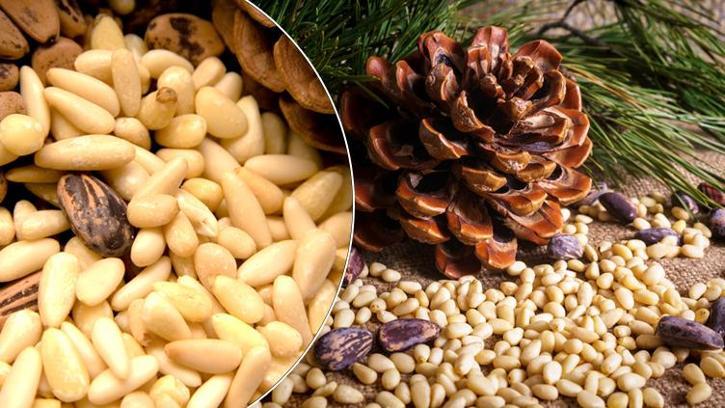 Zeytin ve İncirin yanına bir yenisi eklendi: Aydın'ın Çam Fıstığı dünya markası olma yolunda! AB tesciliyle sofralarda yerini alacak