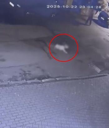 Cipiyle, sahibinin gezdirmeye çıkardığı köpeğe çarpıp kaçtı; o anlar kamerada