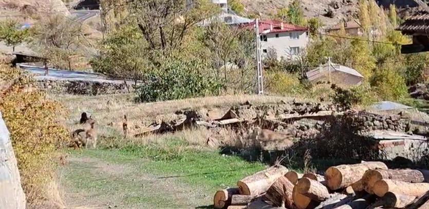 Mahalleye inen dağ keçileri, evlerin arasında dolaşıyor