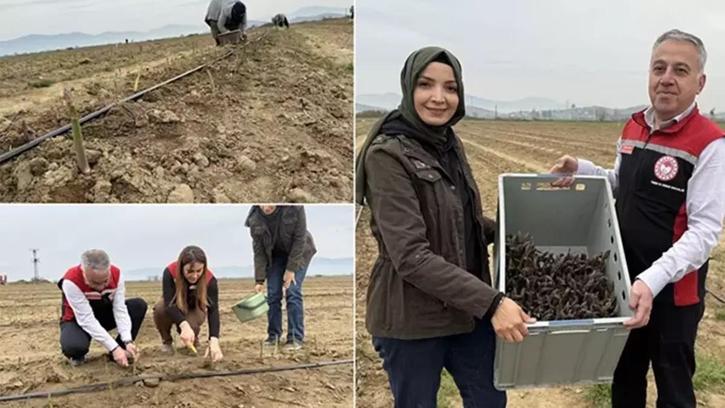 Amerika'da tarlada gördü, Tire'de üretmeye başladı! 12 yıl hasat yapacak: 3 ülkeye satıyor